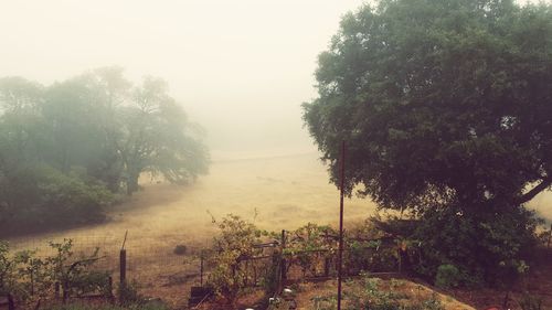 Trees in foggy weather