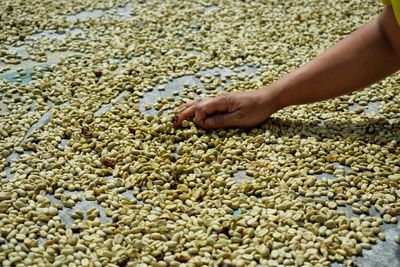 Close-up of hand feeding on pebbles