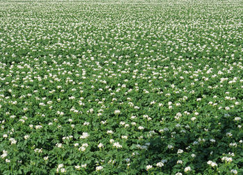 High angle view of flowering plants on field