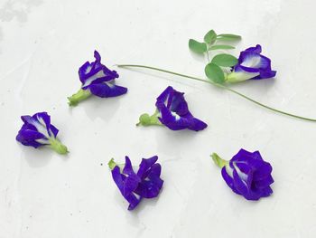 High angle view of purple flowering plants