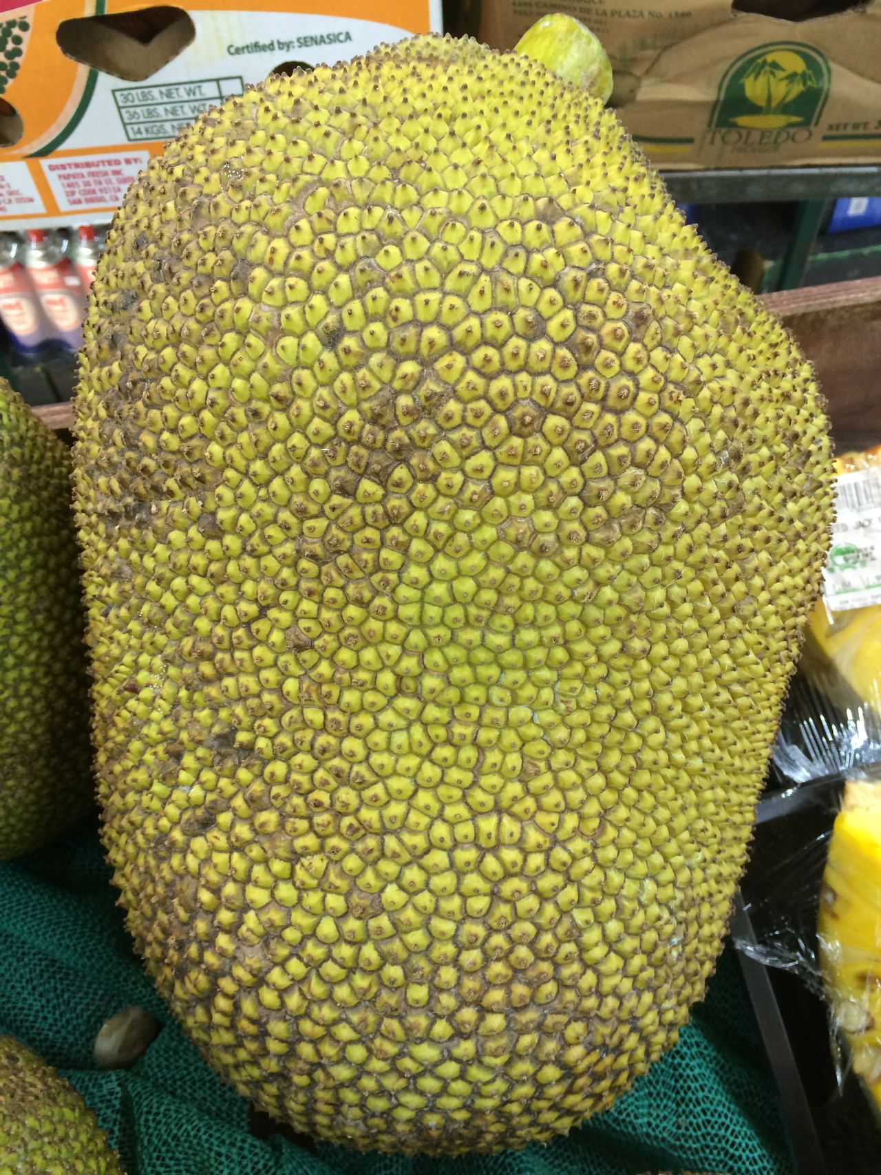 Big fruit