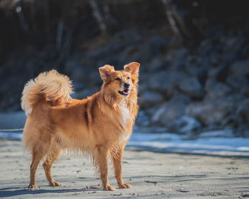 Portrait of a dog looking away