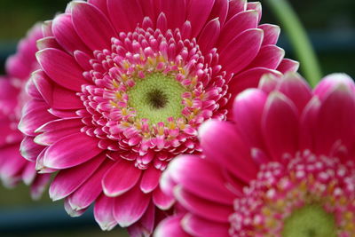 Close-up of flowers blooming outdoors