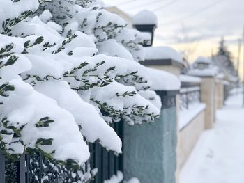 Close-up of snow covered statue