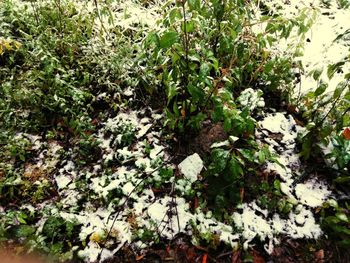 Plants growing in park