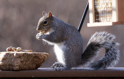 Close-up of squirrel