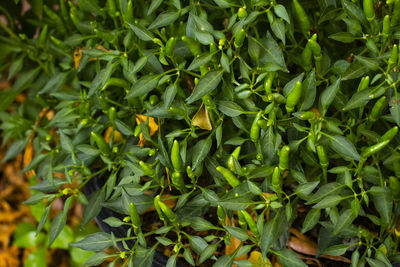 Full frame shot of fresh green leaves