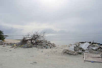 Driftwood on beach against sky