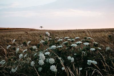 Scenic view of field against sky