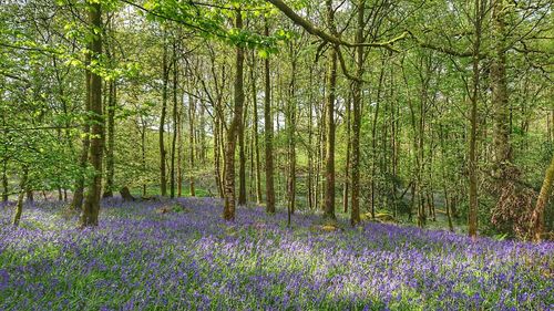 View of purple flowering plants in forest