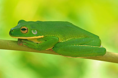 Close-up of green lizard on branch