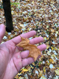 Close-up of hand holding leaves