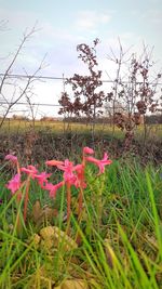 Pink flowers on field against sky