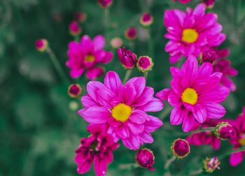 Close-up of pink flowering plants