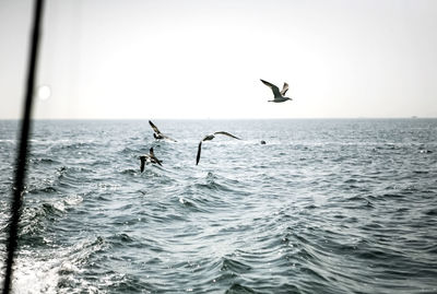 Seagull flying over sea