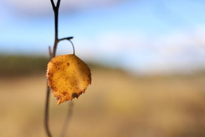 Close-up of dried leaf on twig against sky