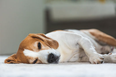 Close-up of dog lying on floor