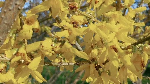 Close-up of yellow flowering plant hanging from tree