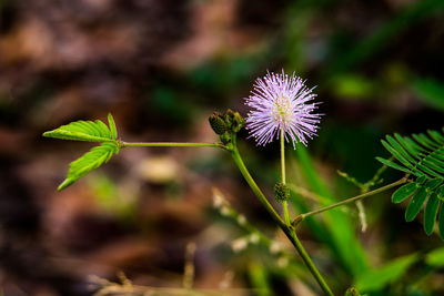 Close-up of purple flowering plant on field