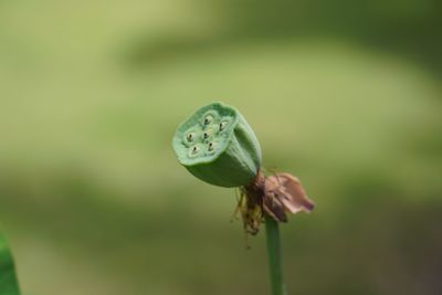 Close-up of flower bud growing outdoors