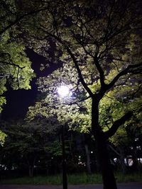 Low angle view of trees against sky at night