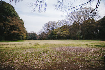 Trees on grassy field