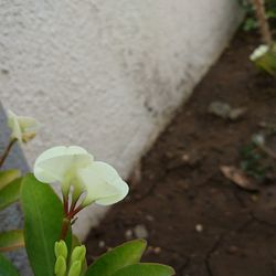 Close-up of flowers