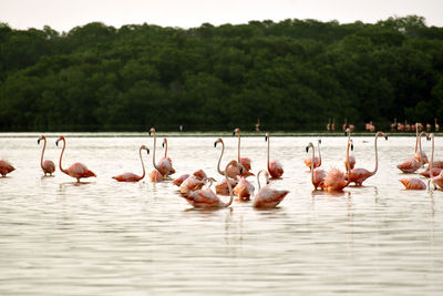 Flamingos standing in shallow water at ría celestún, yucatán, méxico