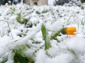 Close-up of frozen plant during winter