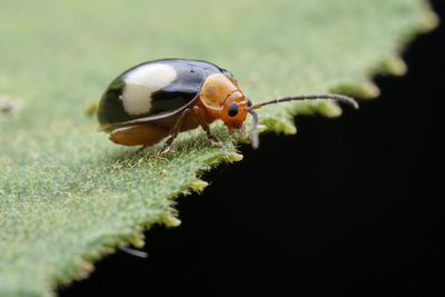 Close-up of insect on plant