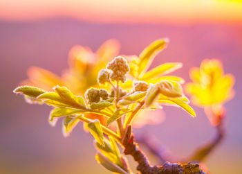 Beautiful rowan tree branches with leaves during spring season.