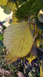 High angle view of leaf on plant