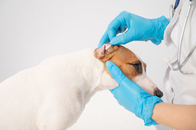 Close-up of a hand holding dog over white background