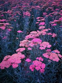 High angle view of pink flowering plants on land