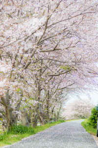 View of footpath along trees