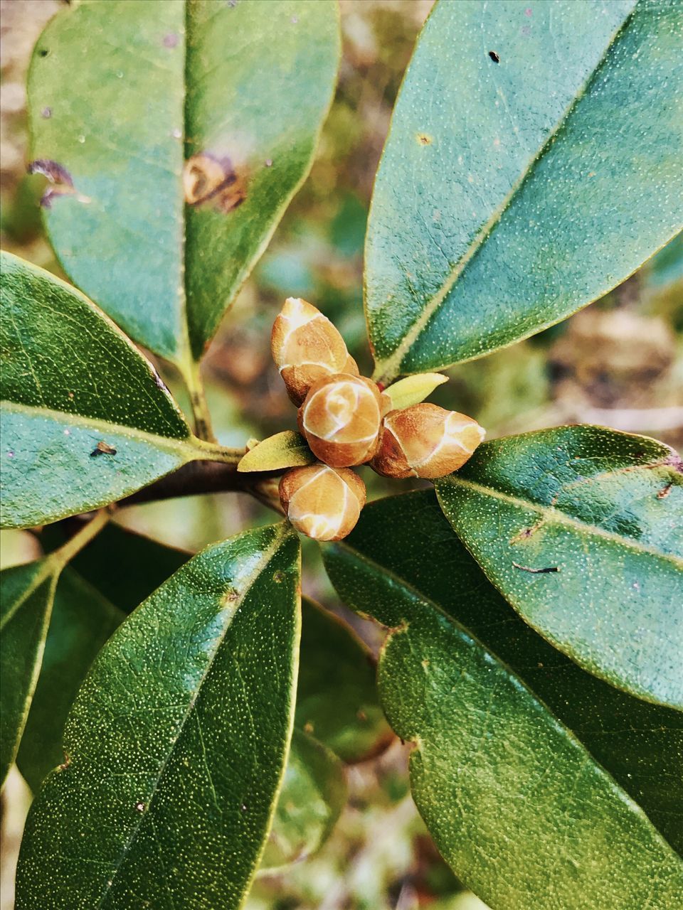 CLOSE-UP OF GREEN LEAVES OF PLANT