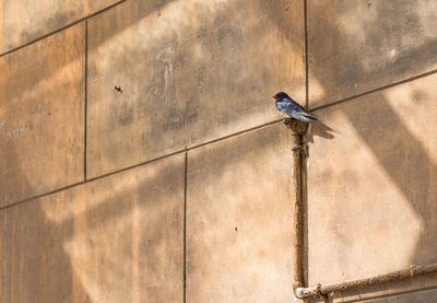 Low angle view of bird perching on wall