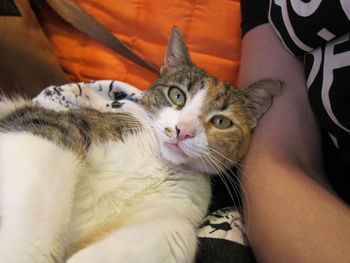 Portrait of cat with hand on bed