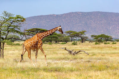 Giraffe in a field