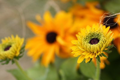 Close-up of sunflower