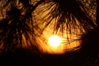 Sun shining through trees