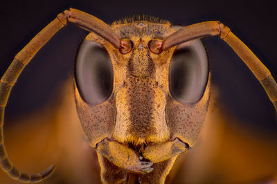 Close-up portrait of a lizard