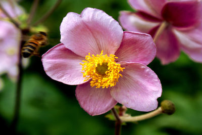 Close-up of pink flower