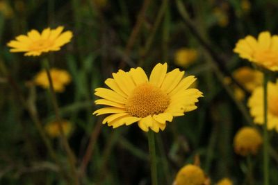 Close-up of yellow flower