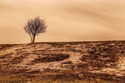 Bare tree on landscape against the sky