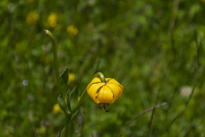 Close-up of yellow flowering plant