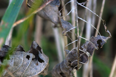 Close-up of plant growing on tree trunk