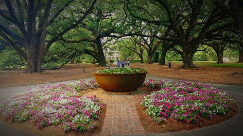 Potted plant on white flower