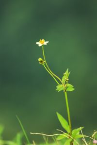 Close-up of flowers blooming outdoors