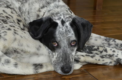 Close-up portrait of dog relaxing on floor